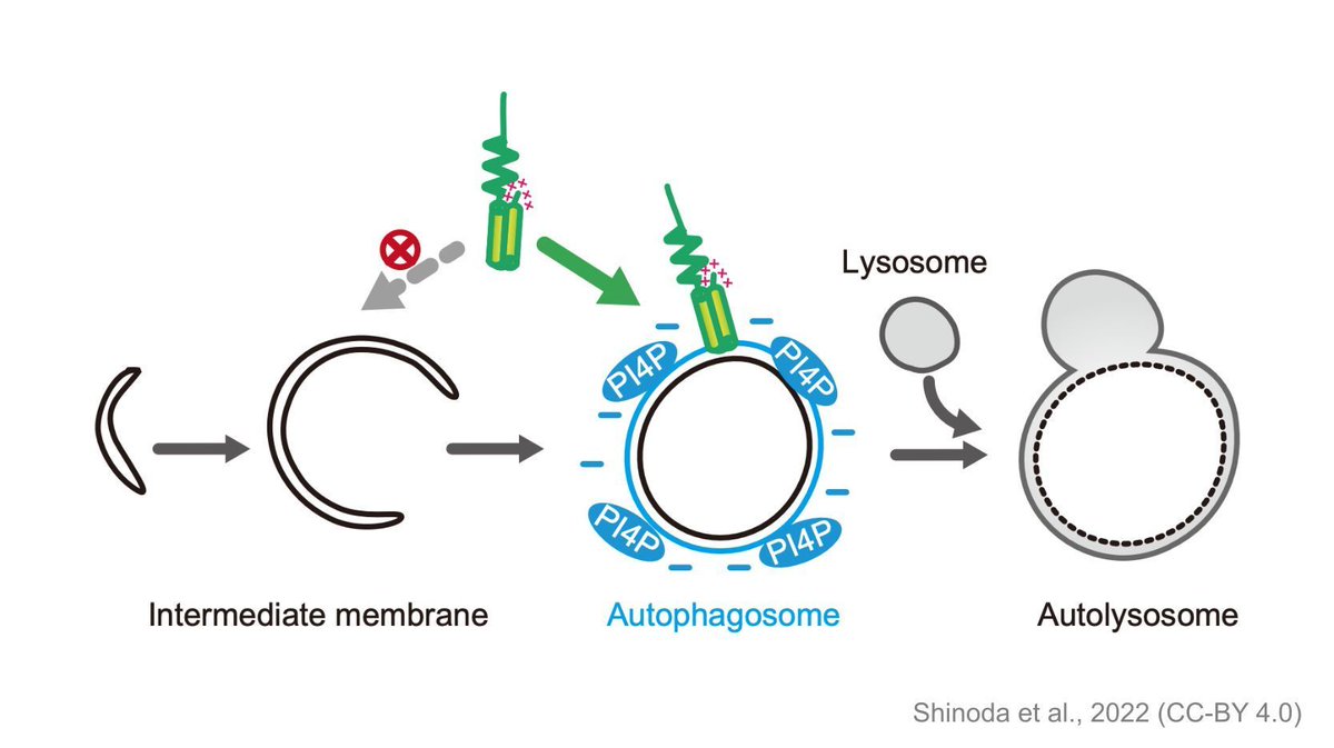 This #ReviewedPreprint tackles a fundamental question in the field of autophagy: How is a protein responsible for autophagosome-lysosome fusion recruited to mature autophagosomes but not immature ones? Preprint with public reviews by @eLife. sciety.org/articles/activ…