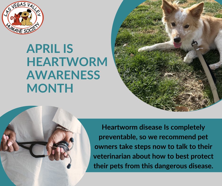 April is #NationalHeartwormAwarenessMonth! 

Heartworm prevention is safe, easy and inexpensive compared to treating a dog or cat after heartworms have matured into adults. Speak to your vet about prevention options and take care of all those hearts that are so dear to yours! ❤️