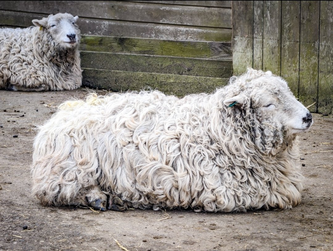 Mama waiting for her baby to arrive 🐑 🤍 #sheep #mama #pregnant #pregnantewe #farm #farmanimals #animal #animalphotography #churchfarm #stowbardoplh
