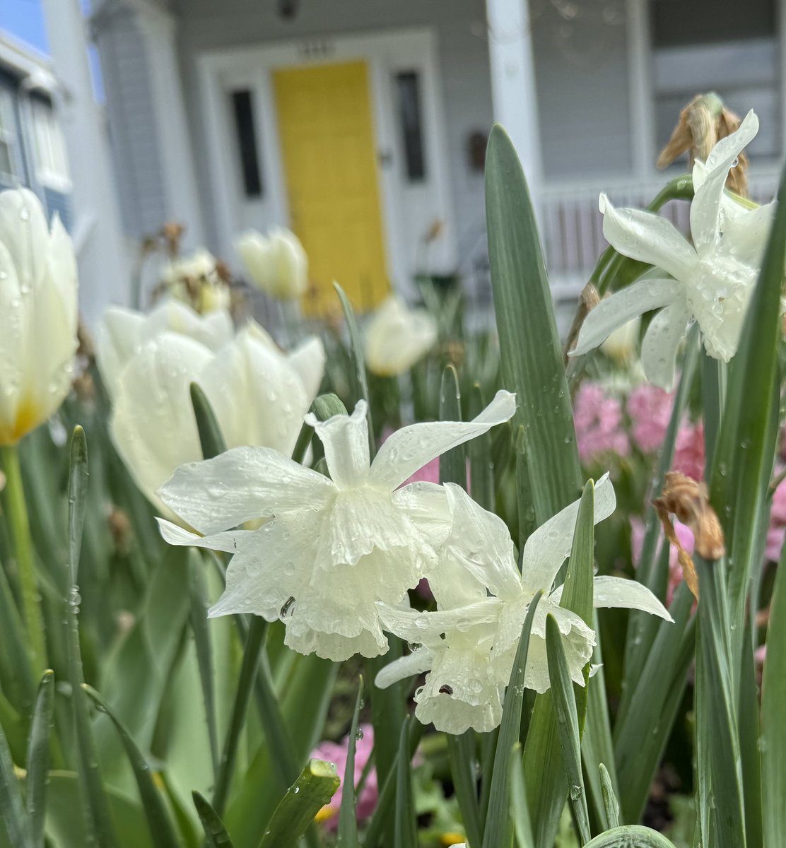 I took a break from writing to tend the garden.