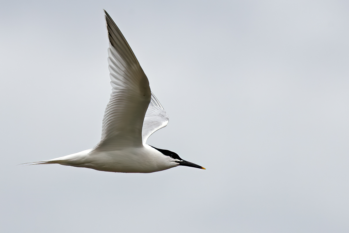 Derek Lees (@derek_lees) on Twitter photo Sandwich Tern (Thalasseus Sandvicensis)
Taken at Blithfield Reservoir, Staffordshire, UK
02/04/2024
#SandwichTern
@WestMidsBirding <a href="/WestMidBirdClub/">West Midland Bird Club</a> <a href="/Staffsbirdnews/">Staffs Bird News</a> <a href="/RareBirdAlertUK/">RareBirdAlertUK</a> <a href="/BirdGuides/">BirdGuides</a> Sandwich Tern (Thalasseus Sandvicensis)
Taken at Blithfield Reservoir, Staffordshire, UK
02/04/2024
#SandwichTern
@WestMidsBirding <a href="/WestMidBirdClub/">West Midland Bird Club</a> <a href="/Staffsbirdnews/">Staffs Bird News</a> <a href="/RareBirdAlertUK/">RareBirdAlertUK</a> <a href="/BirdGuides/">BirdGuides</a>