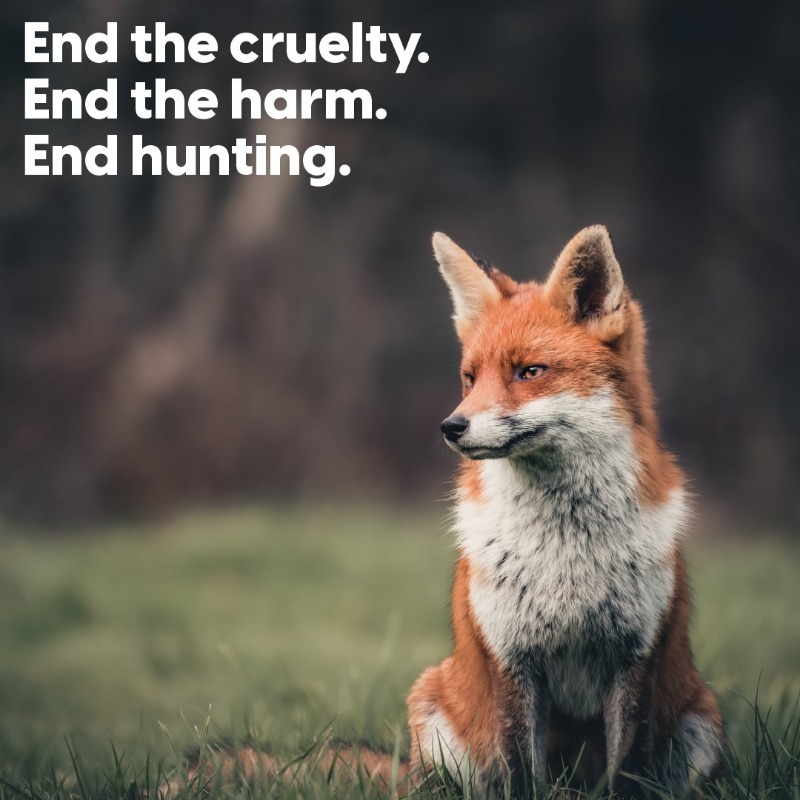 Our mission is a simple one. Please RT and follow us if you're with us! Together we are doing everything we can to end fox hunting for good.