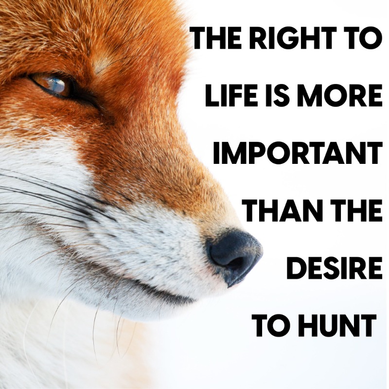 Repost if you agree! We're so proud to be building a community of wildlife lovers here on X. In fact we're now just 40 away from 73,000 of you! Drop us a follow if you're anti fox hunting! @ProtectTheWild_