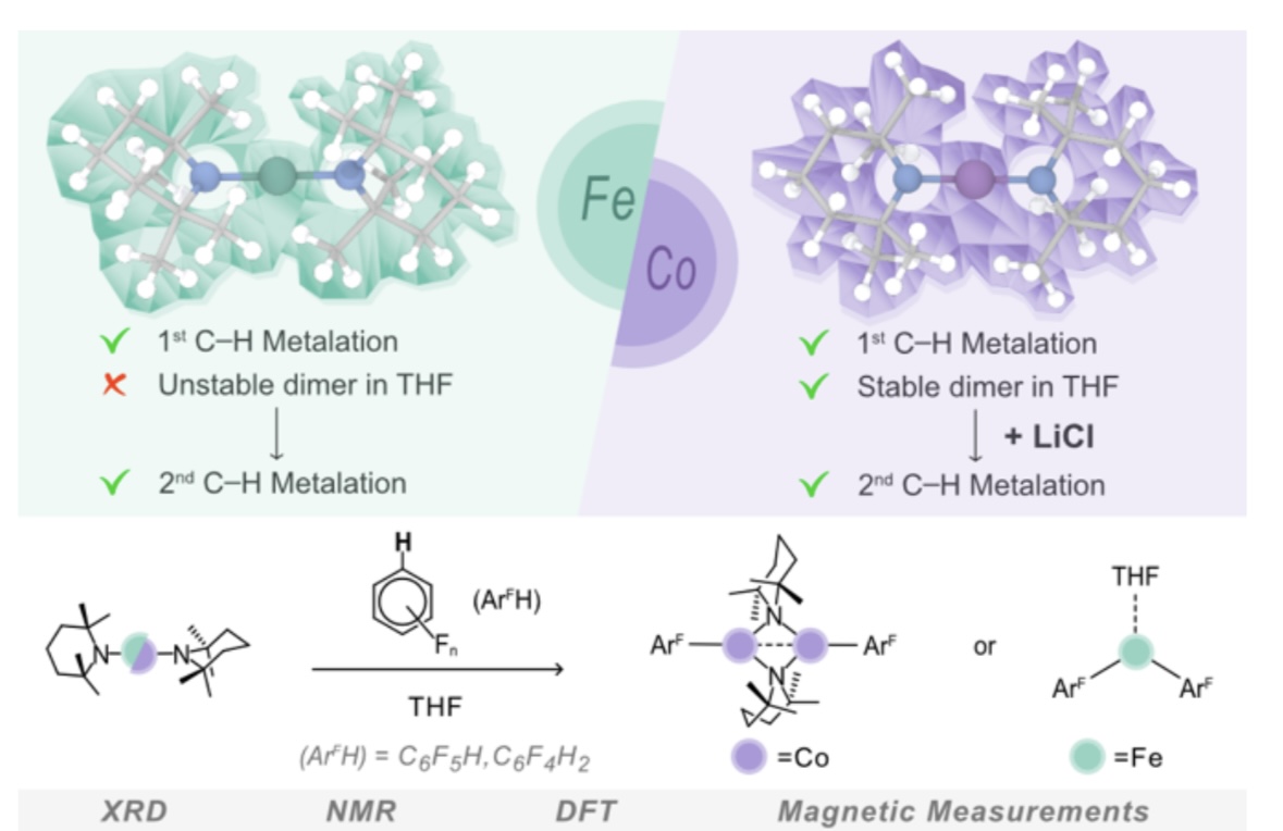 Delighted to share our work @DCBPunibern on the synthesis of super basic #iron and #cobalt TMP #amides for arene #metalation and #CO2 insertion just out in @angew_chem in collaboration with @MGarcia_Melchor @CCEM_Group and Karsten Meyer @UniFAU onlinelibrary.wiley.com/doi/10.1002/an…