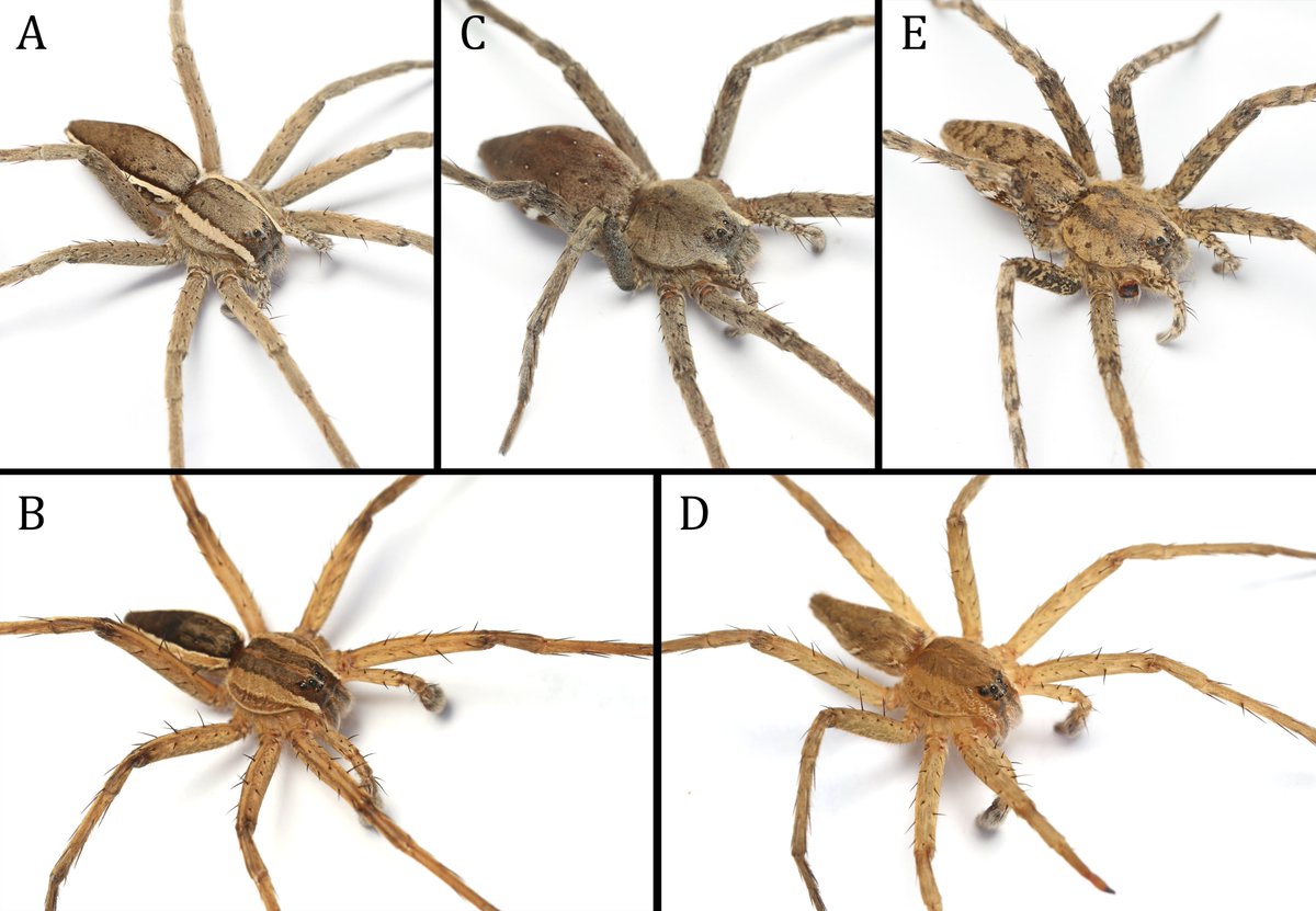 Color variatios in Dolomedes sulfureus. No wonder it has quite a lot of synonymized names.