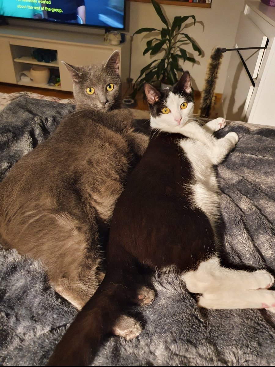 Leldddde's tweet photo. Dvīnīšiem šodien 5 gadi! Mana miera osta ❤️ https://t.co/yGXm7xRqso