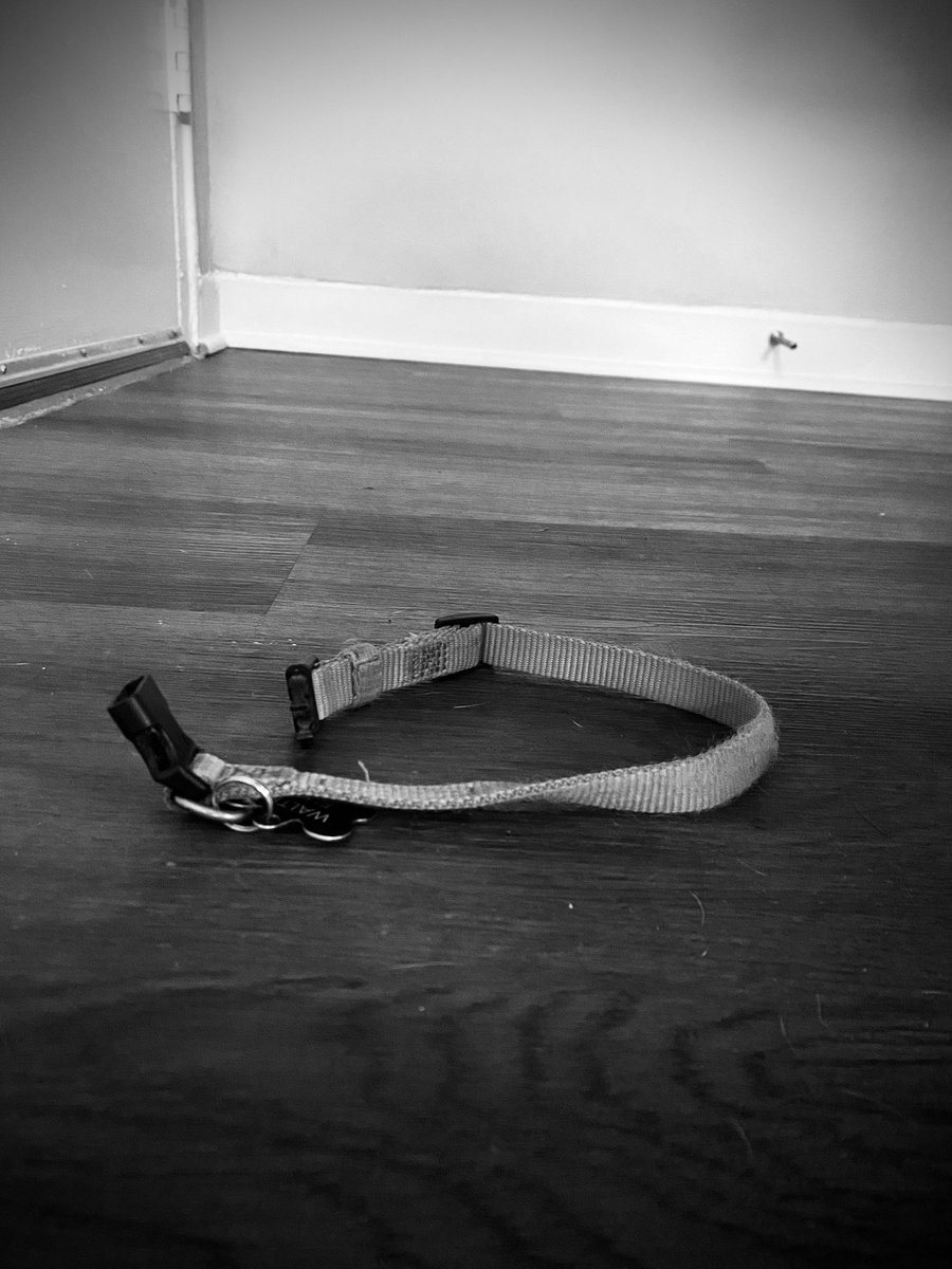 DogBeachIL's tweet photo. It seems this chapter has come to a close, due to schedule conflicts/personal battles 
The future of Dog Beach is unclear, but we wish a very paw-felt THANK YOU to anyone who supported or connected with our music 🐾❤️
“The good times, The bad times, 
It’s all just Island Vibes” https://t.co/Tqh4M9gffz