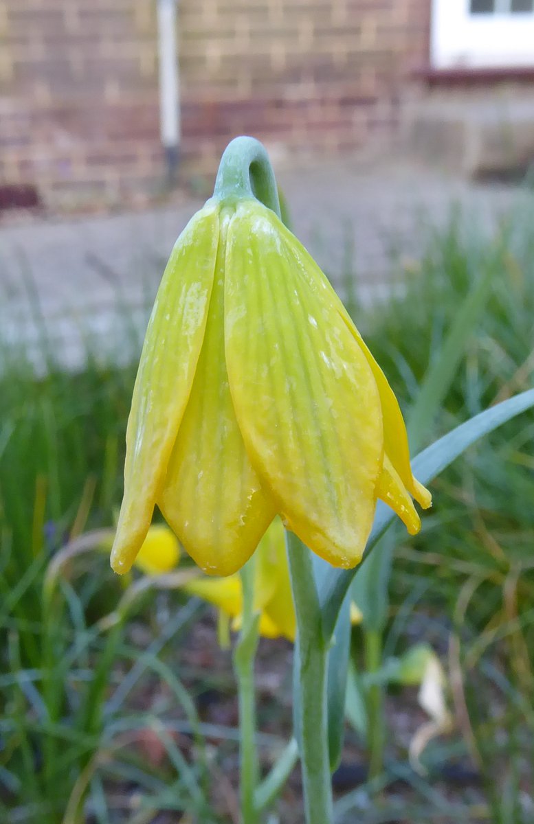 Fritillaria conica has been growing in a raised bed for ten years at #DevoniaGarden