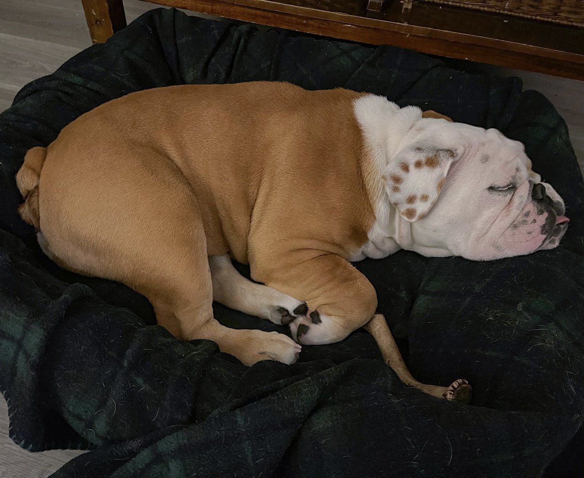 Rainy day = nap mode activated ✔️ What do you think Jack is dreaming of? 🌧️ 😴