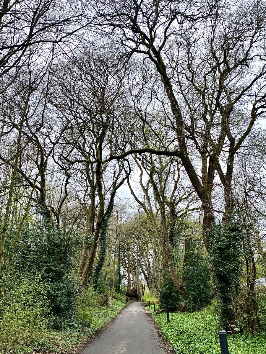 Never tire of this approach to Worsbrough Mill and Country Park.
#TreeClub 🌳 
#LegsAndLaces 🥾