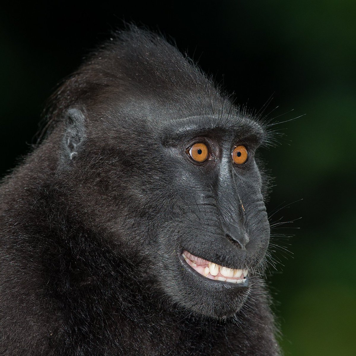 Smiling black crested macaque. Tangkoko Nature Reserve, Sulawesi.