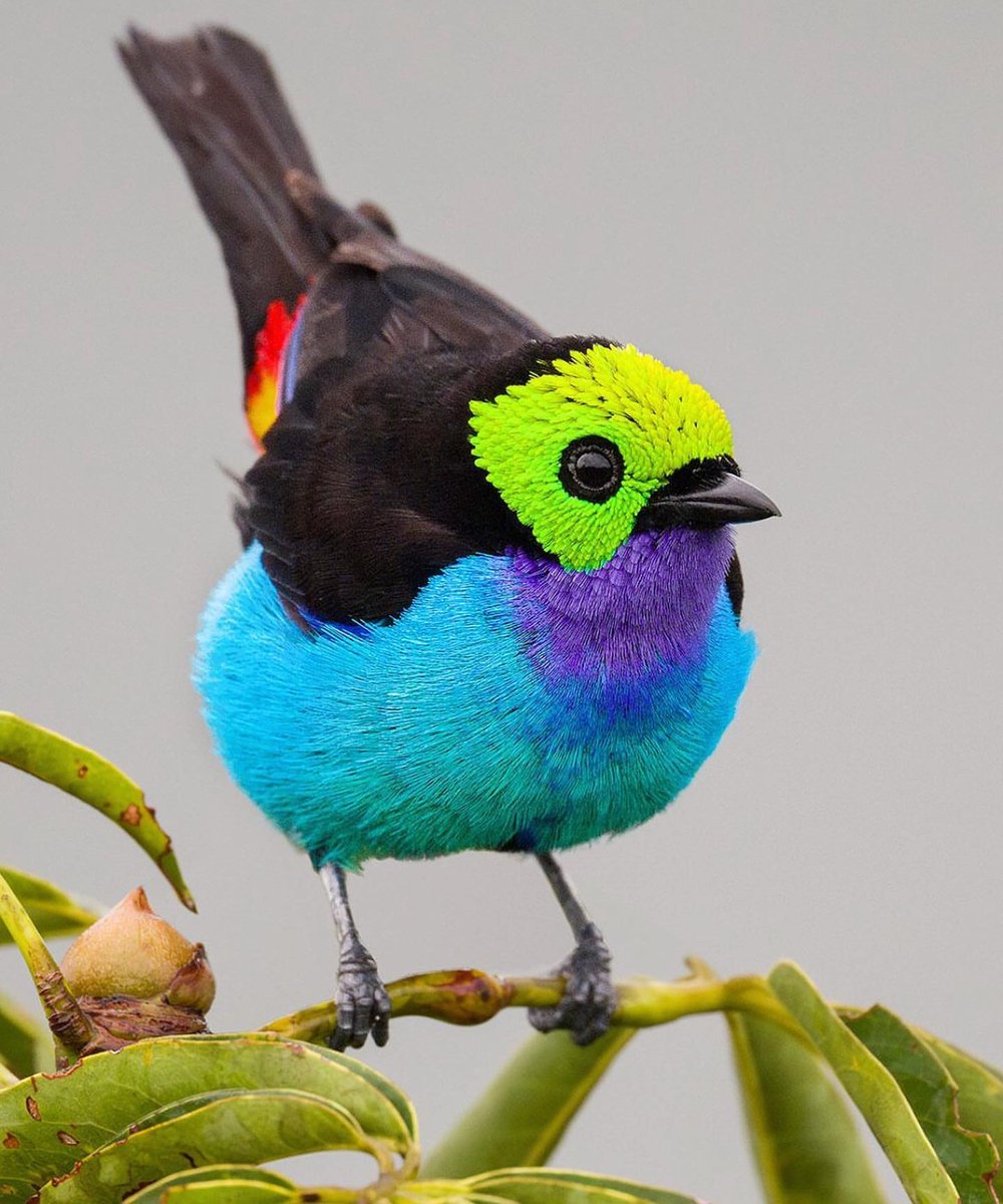Paradise Tanager 💙💚🖤💜 By magicbirding