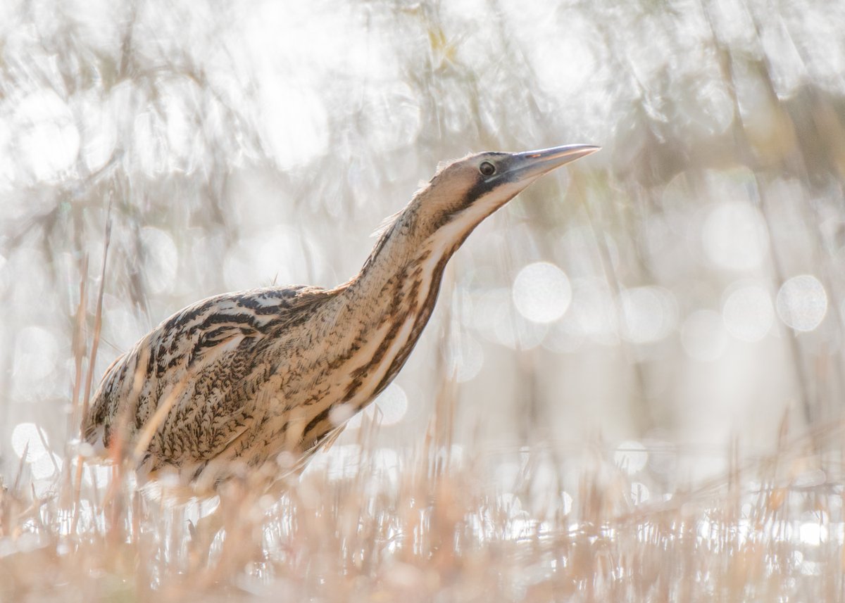 We heard lots of booming bitterns over the weekend in the reedbeds. Great time to head out and listen for them. Sounds like someone bottle-blowing.