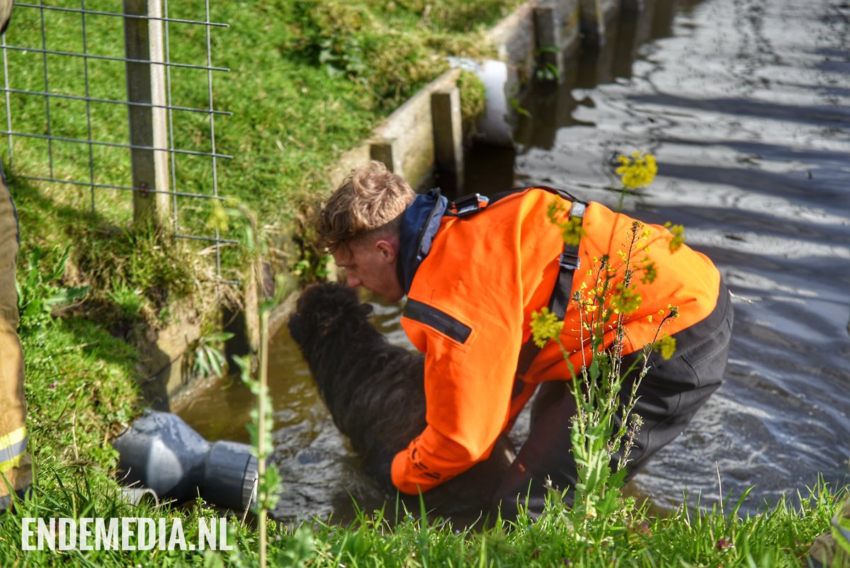 FredvanderEnde's tweet photo. ‘s-Gravenzande - Een oplettende OVD (Officier van Dienst) van de brandweer die toevallig een slootje passeerde op de #Rusthovenlaan zag een schaapje spartelen in het water. Daarvan heeft hij direct melding gemaakt en heeft de brandweer van Monster het schaapje er uit gehaald. https://t.co/NYtgESdkkH