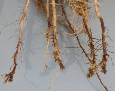 Crop Protection Network tweet media