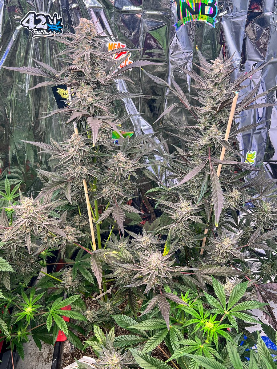 Apple fritters by blimburn seed company getting the chop, she turned out way better then I expected 😍 #CannabisCommunity #cannabisculture #growyourown