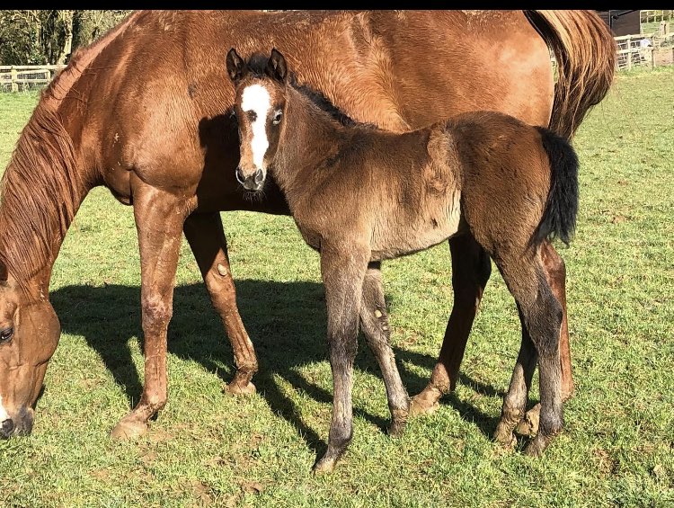 MarchHareStud's tweet photo. A lovely 🥰 foal

Tip Two Win x Independencia (Zamindar) filly

‘I’m very pleased with her. She’s just hard to fault and she has an amazing temperament with it.’ Quoted by happy breeder @BoumansEric 

@rpbloodstock https://t.co/CFhGO4YK3O