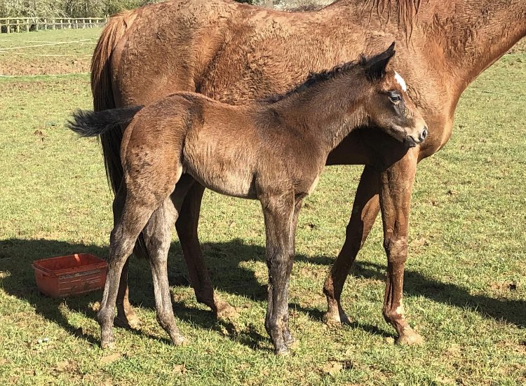 MarchHareStud's tweet photo. A lovely 🥰 foal

Tip Two Win x Independencia (Zamindar) filly

‘I’m very pleased with her. She’s just hard to fault and she has an amazing temperament with it.’ Quoted by happy breeder @BoumansEric 

@rpbloodstock https://t.co/CFhGO4YK3O