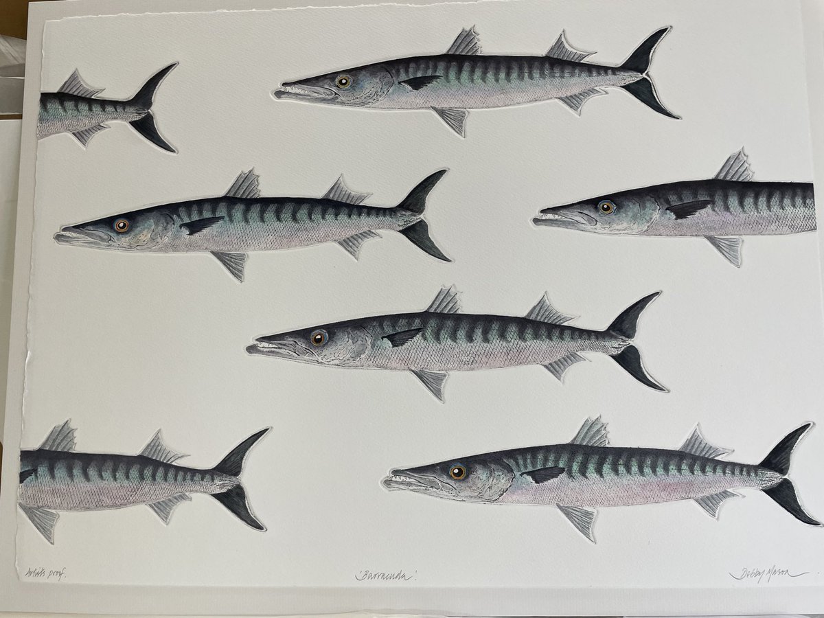 À ´Battery of Barracuda’, just proofed and hand coloured, my latest etching of 7 individual plates.
#plymouthprintmaker #marinelife #contemporaryprints #etchings ⁦<a href="/RoyalWilliamYd/">Royal William Yard</a>⁩