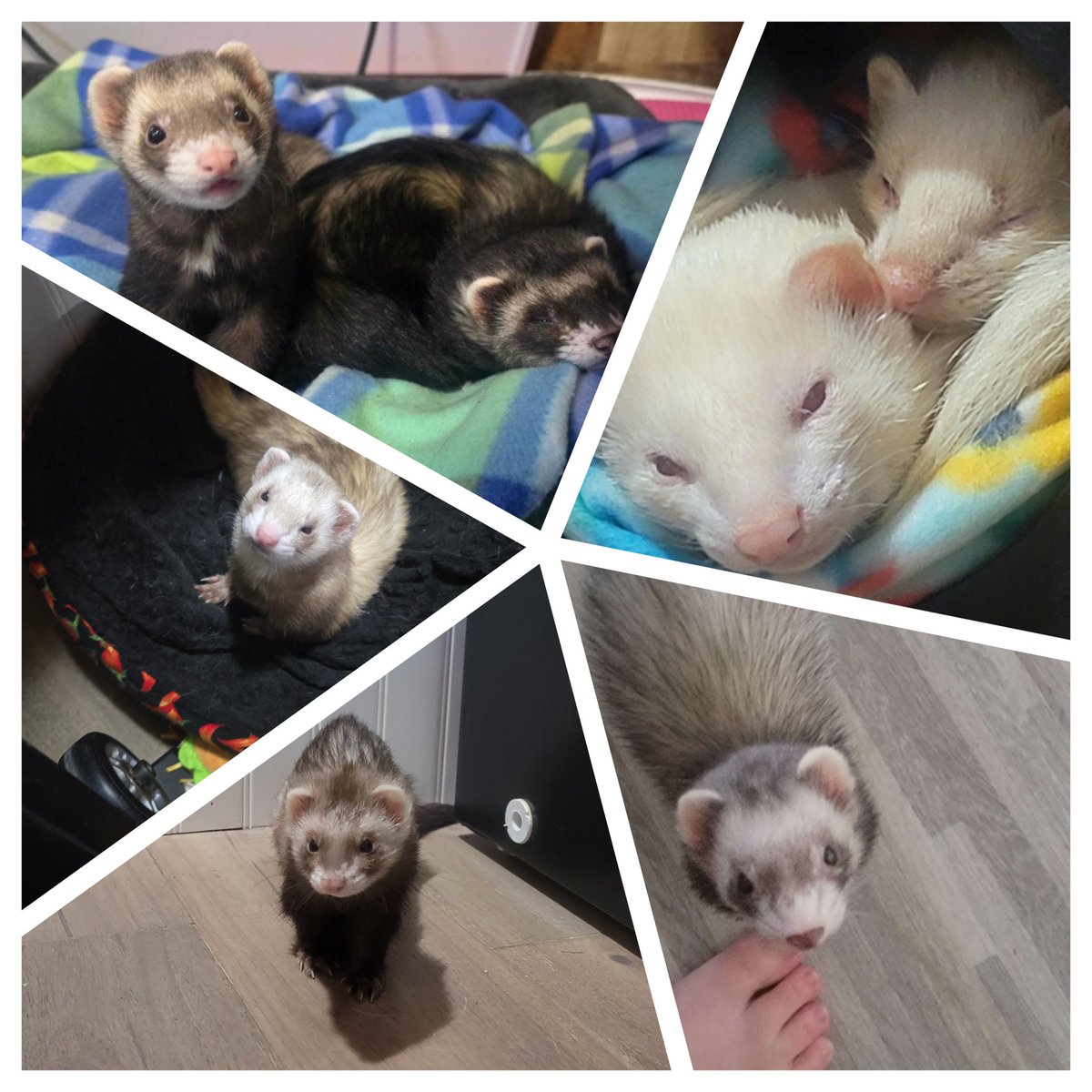 FykiFlokelp's tweet image. Happy #NationalFerretDay to the best ferrets I could ask for. May you continue to harass me and make loud noises on my streams. 
#ferrets #streamerpets