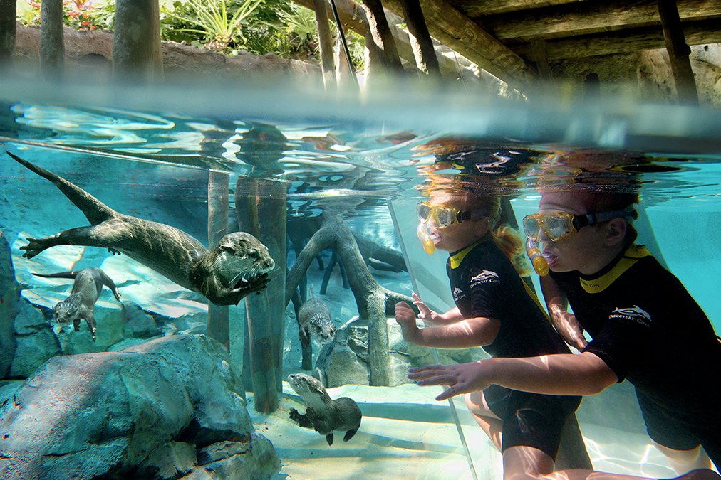 🐬🐠 Our friends at Discovery Cove Orlando are giving you the chance to win an incredible experience! All proceeds benefit Give Kids The World's mission to provide cost-free vacations to children with critical illnesses and their families. Enter now at gktw.org/discoverycove ⬅️