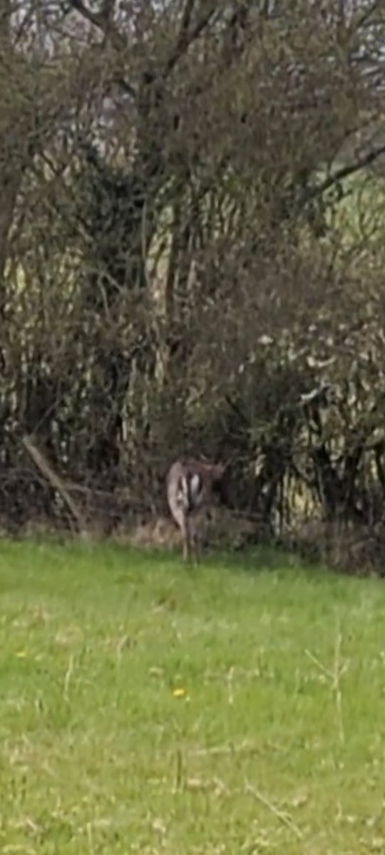 #Deer #rescue in #Herefordshire requiring @RSPCA_national specialist dart team to attend 2 fallow Stag 🦌 who were entangled with baling twibe with each other. Sadly 1 was collapsed on arrival & vet decided euthanasia was the only option, the 2nd 🦌 was successfully released(83)