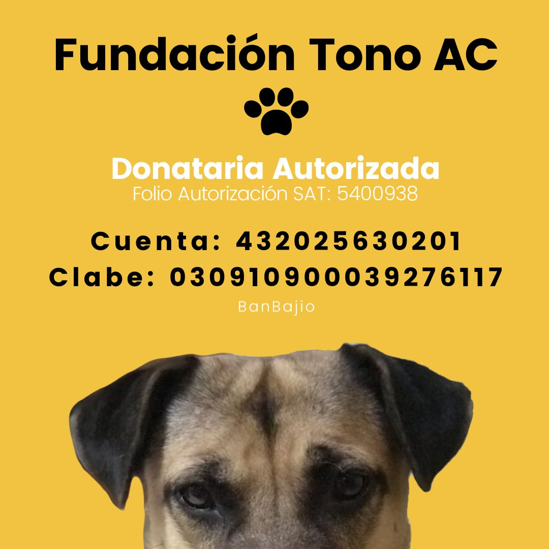 camila_galvez's tweet photo. Necesitamos ayuda por favoooorr 🙏😫🆘
También somos donataria autorizada por el SAT así que no sólo pueden deducir impuestos, pueden salvarle la vida a varios animalitos 🙏 https://t.co/TNb4WaAZqd