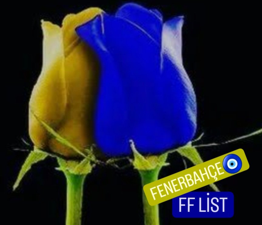 #Fenerbahçeliler 💛💙 @11Nisan1920 @Krklm @Aarta1991 @i_69t @20ysf1 @Krklm_ @schwasr @ygsf20 @_bir63 @i_6979 @R_z_gr @mkus27 @brzsyg @R_zgr_ @40_pnr @Mehter_22 @reste_res @BaskxG @Roseclod #Fenerbahçe 💙 #TakibeTakip 💛