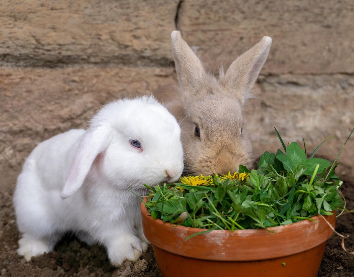 RabbitUnion tweet picture