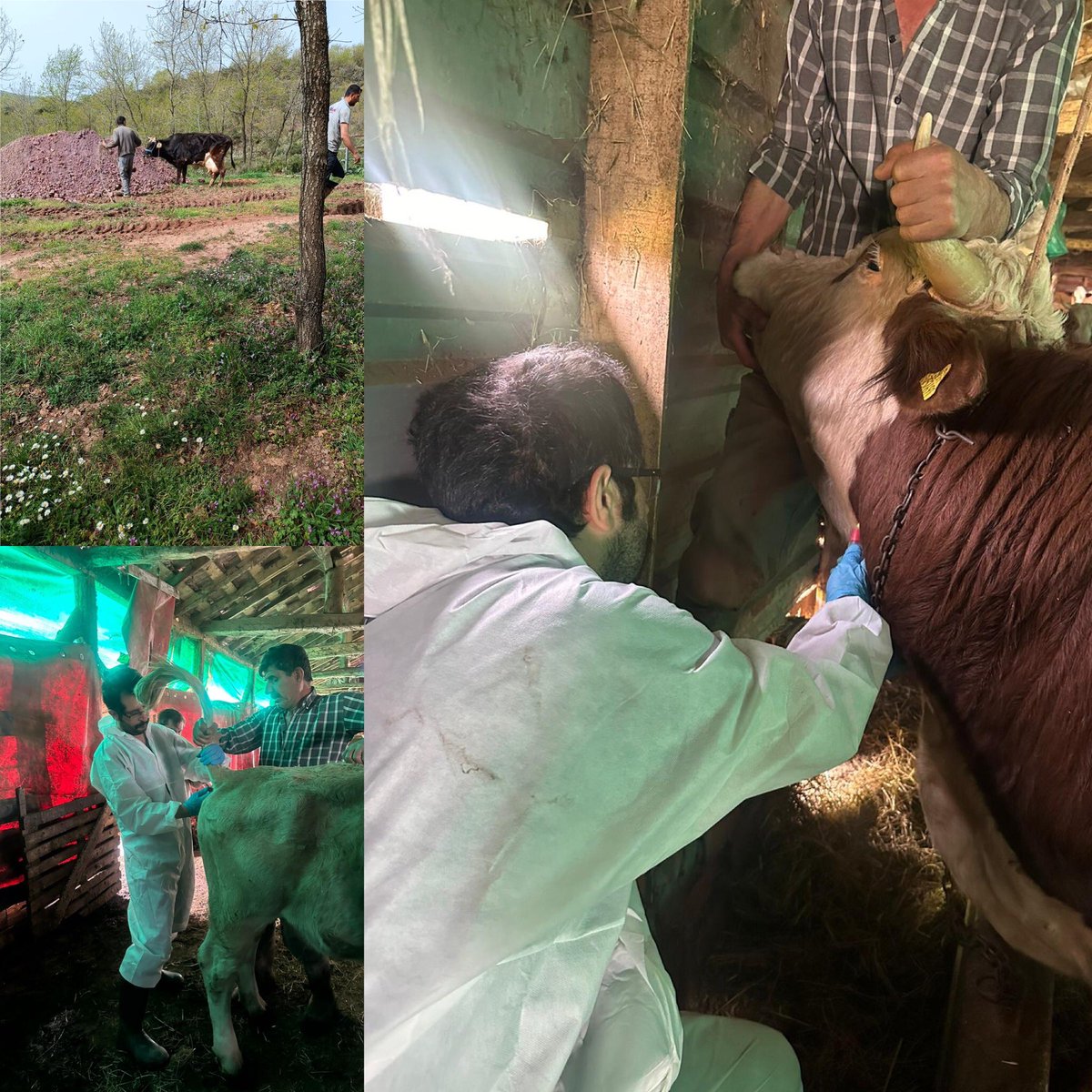 🌿 Gebze İlçe Tarım ve Orman Müdürlüğü’nde görevli Veteriner Hekimlerimiz, 2024 yılı büyükbaş hayvanları aşılama çalışmalarını sürdürüyor. Sağlığınızı korumak için hep birlikte “Kolay olanı seç, aşılamaya geç.” @TCTarim @TR_HAYGEM @SeddarYavuz @41GebzeKaymakam🐄💉 #HayvanSağlığı