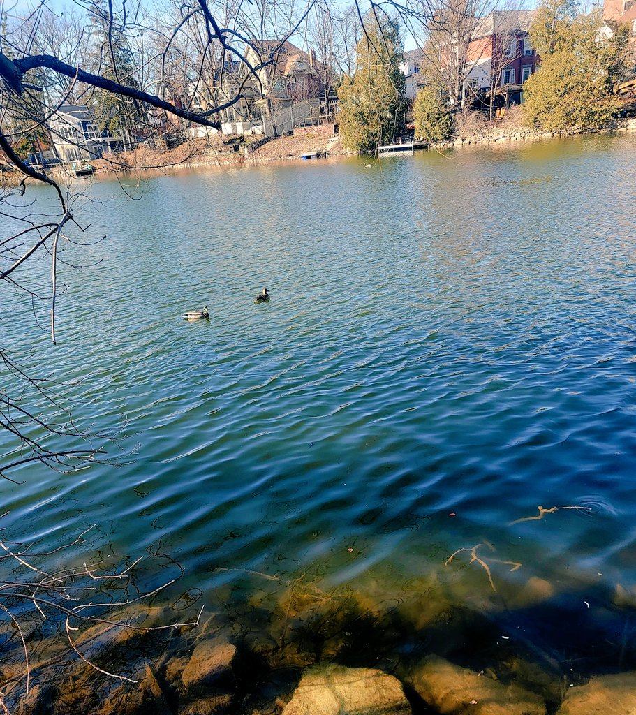 I saw some ducks on a date 🦆🦆🩷🌊
#Water #ProtectOurWater #NaturePhotography