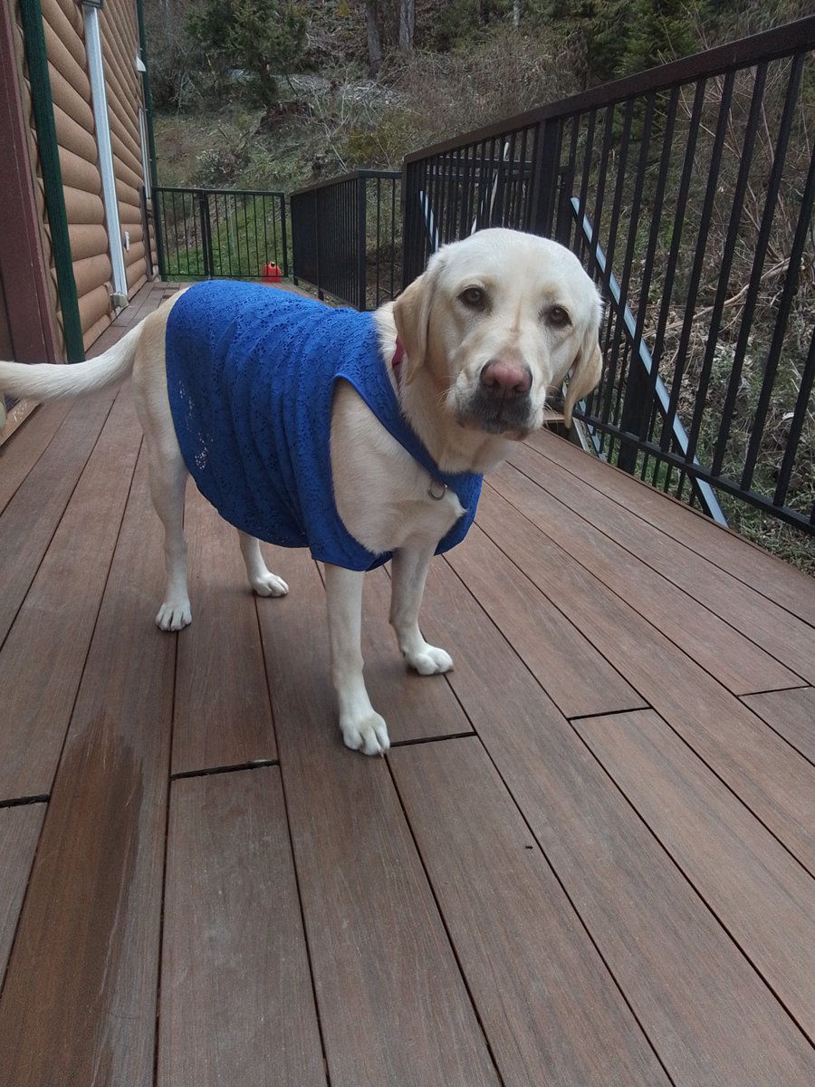 bcguidedogs's tweet photo. Our Autism Service Dogs and their trainers are lighting it up blue! 🌍💙 These dogs are more than companions; they're lifelines, offering a unique friendship for children with #autism. Join us in spreading awareness &amp; love!

#AutismAcceptance #servicedogs @autismspeaks https://t.co/1e5I27i34D