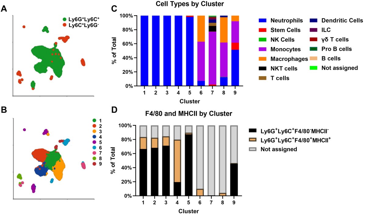 Congratulations to Dr. Blake Bertrand on his recent publication using CITE-seq to identify a novel population of immune suppressive granulocytes (G-MDSCs) during S. aureus biofilm infection! doi.org/10.1093/jleuko… @jlb_journal @UNMC_PathMicro