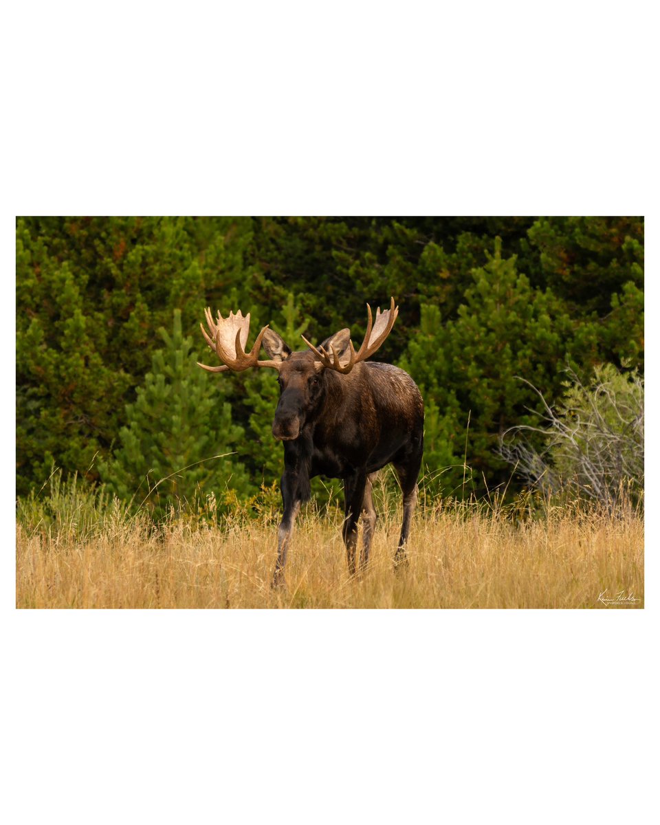 I’m having mooseitise. I need to go find some of these guys again asap! instagram.com/unspoken__visu… #moose #shiras #wildlife #wild #wildlifephotography #nature #naturephotography #getoutside #outdoors #nps #unspokenvisuals #paddles