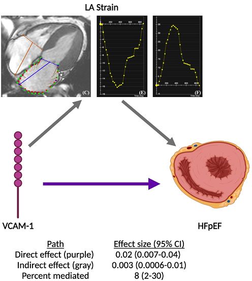 JAHA (@jaha_aha) on Twitter photo What's the mechanism by which cellular adhesion molecules are associated with #AFib and HFpEF?
Read insights from the Multi‐Ethnic Study of Atherosclerosis (MESA) about VCAM-1 and ICAM-1. #AHAJournals <a href="/GrahamPeigh/">Graham Peigh, MD, MSc</a> <a href="/RBPatelMD/">Ravi Patel</a> <a href="/NMCardioVasc/">NM Cardiovascular</a> ahajournals.org/doi/10.1161/JA… What's the mechanism by which cellular adhesion molecules are associated with #AFib and HFpEF?
Read insights from the Multi‐Ethnic Study of Atherosclerosis (MESA) about VCAM-1 and ICAM-1. #AHAJournals <a href="/GrahamPeigh/">Graham Peigh, MD, MSc</a> <a href="/RBPatelMD/">Ravi Patel</a> <a href="/NMCardioVasc/">NM Cardiovascular</a> ahajournals.org/doi/10.1161/JA…