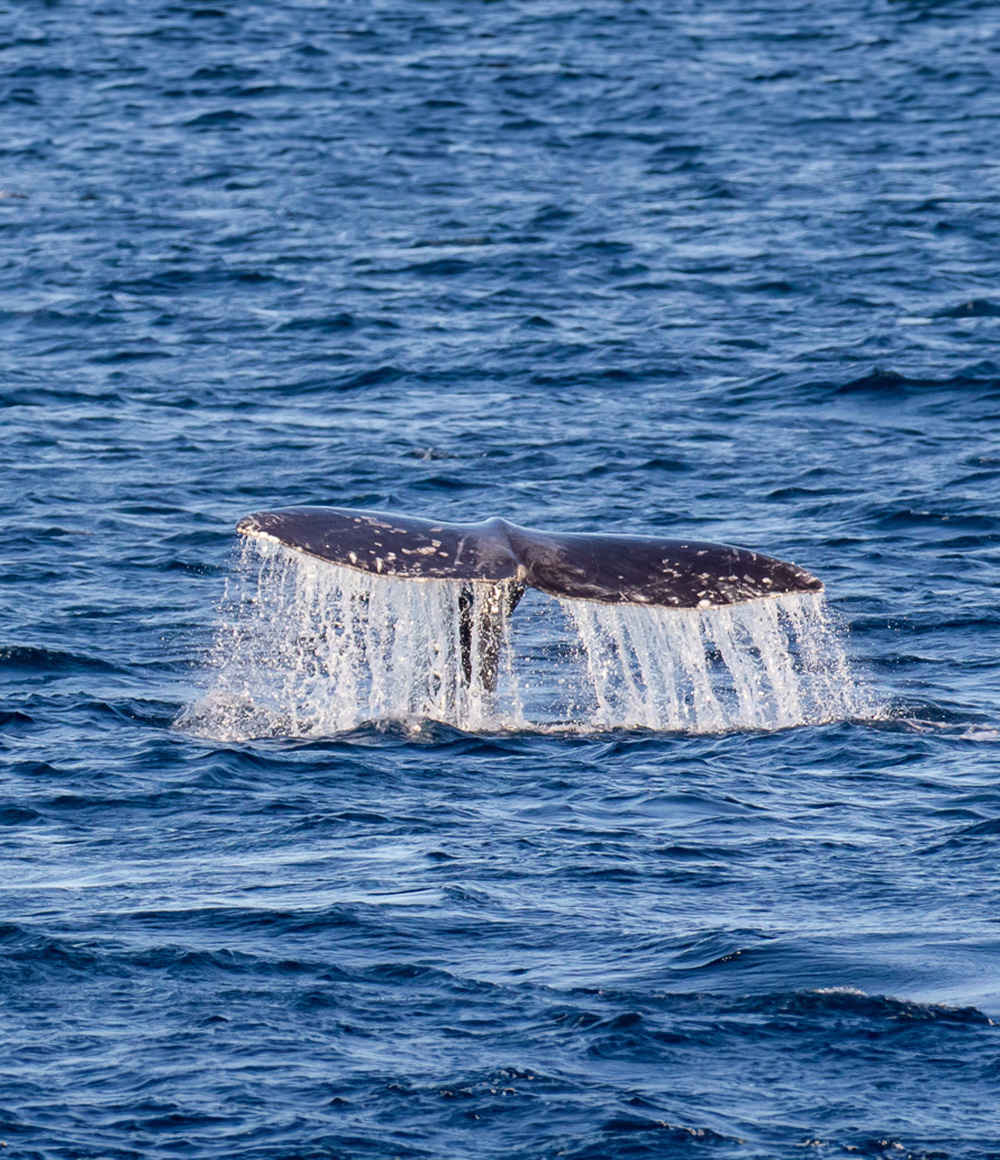 🐳 Celebration of the Whales Festival 😍 Sun, April 7th featuring a concert in the park, a community “paint a whale” mural project, educational booths and so much more! 📍: @ciharbor ⏰: 10 a.m. - 3 p.m. 📷: Lotti Keenan #VisitOxnard #VisitCa visitoxnard.com/events/25th-an…