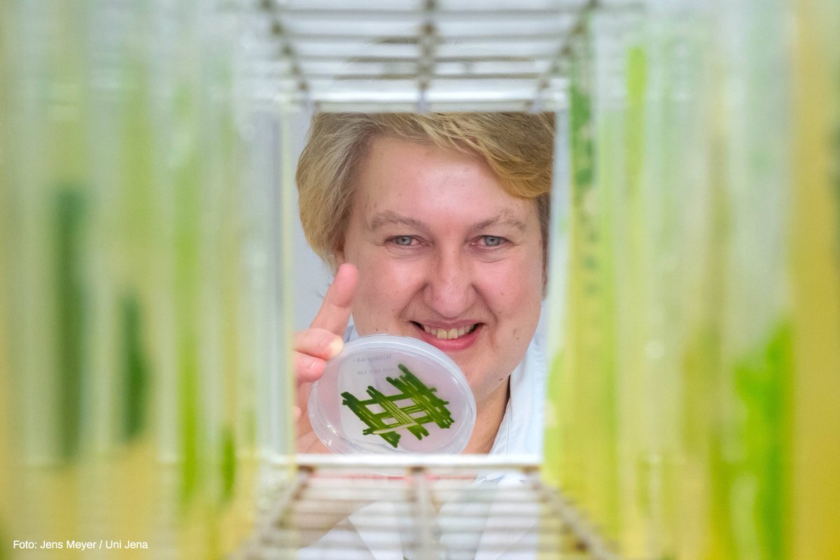 Das Bakterium M. lacteus und die grüne #Mikroalge C. reinhardtii arbeiten zusammen und fördern sich gegenseitig. Wie ein Forschungsteam um Prof. Maria Mittag @UniJena herausfand, trägt das Bakterium so dazu bei, dass die Alge #CO2 gut binden kann.

 ➡️ uni-jena.de/nachrichtenueb…