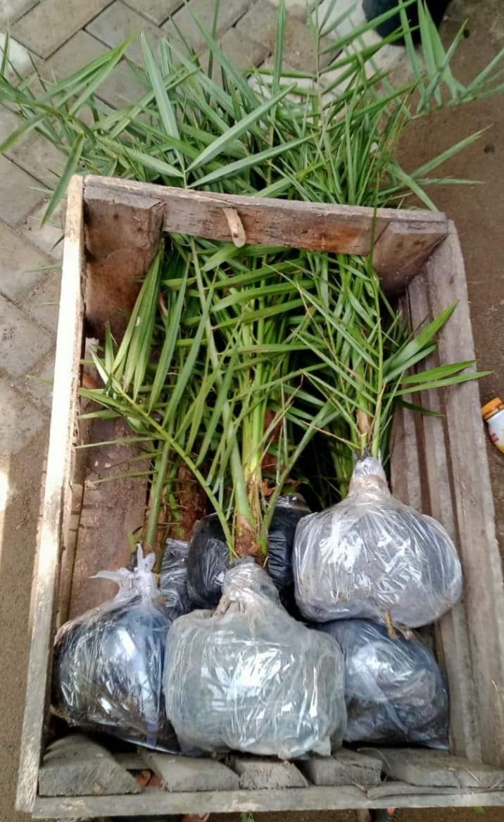 Masih ready
Biji kurma barhee Thailand
50 biji 325rb
Biji kurma KL1 Thailand
20 biji 295rr

Bibit kurma 3bln harga 50rb

Bibit kurma ajwa usia 6 bulan
Harga perbibit 150rb

Bibit kurma ajwa usia 1,5 tahun
Harga perbibit 250 
Wa 087758802926