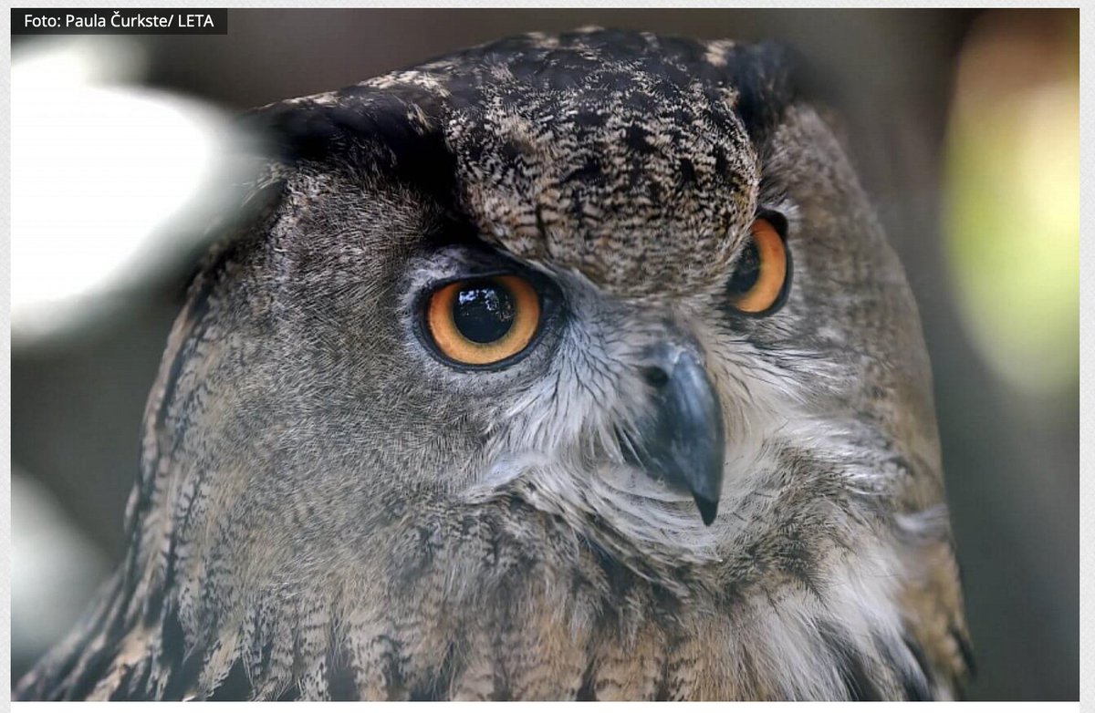 Latvijas Ornitoloģijas biedrība (@lob_lv) on Twitter photo 🦉Kur ligzdo, kāpēc tik grūti pētīt un kādas ligzdas Latvijā uzstādītas ūpim? <a href="/LatvijasRadio2/">Latvijas Radio 2</a> studijā #RadioVilksDabā stāsta ornitologs <a href="/daknis/">Pēteris Daknis</a>. Klausies šeit: lr2.lsm.lv/lv/raksts/radi… #bubobubo #ūpis <a href="/LVAFA_LV/">LVAFA</a> 🦉Kur ligzdo, kāpēc tik grūti pētīt un kādas ligzdas Latvijā uzstādītas ūpim? <a href="/LatvijasRadio2/">Latvijas Radio 2</a> studijā #RadioVilksDabā stāsta ornitologs <a href="/daknis/">Pēteris Daknis</a>. Klausies šeit: lr2.lsm.lv/lv/raksts/radi… #bubobubo #ūpis <a href="/LVAFA_LV/">LVAFA</a>