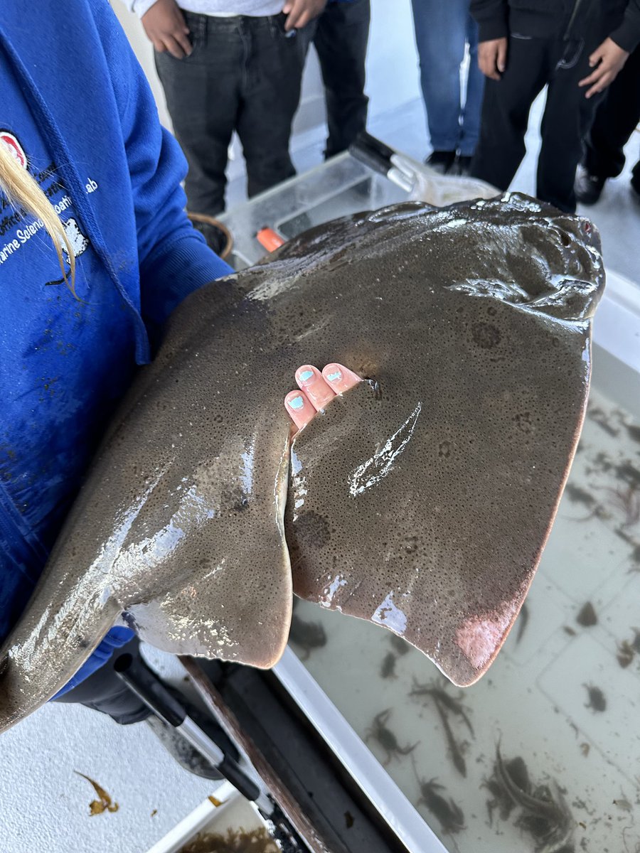 chesseaa's tweet photo. super awesome recent elasmo sightings at work. Pacific angel shark, california skate, and california butterfly ray https://t.co/5FpLoLsAOn