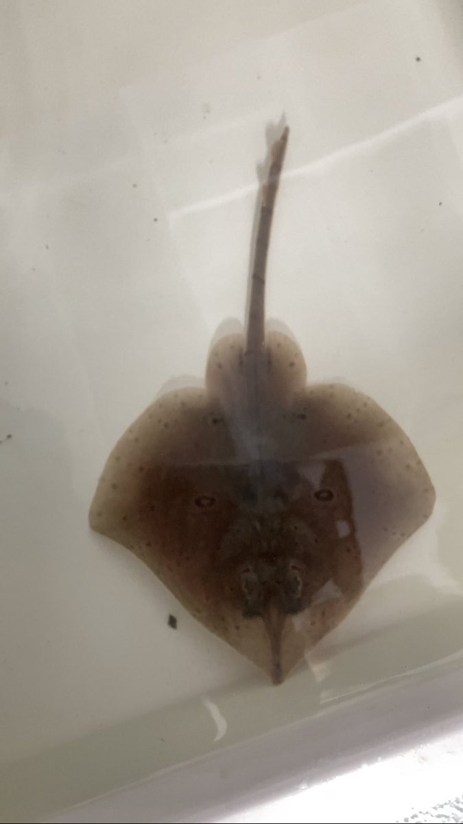 chesseaa's tweet photo. super awesome recent elasmo sightings at work. Pacific angel shark, california skate, and california butterfly ray https://t.co/5FpLoLsAOn