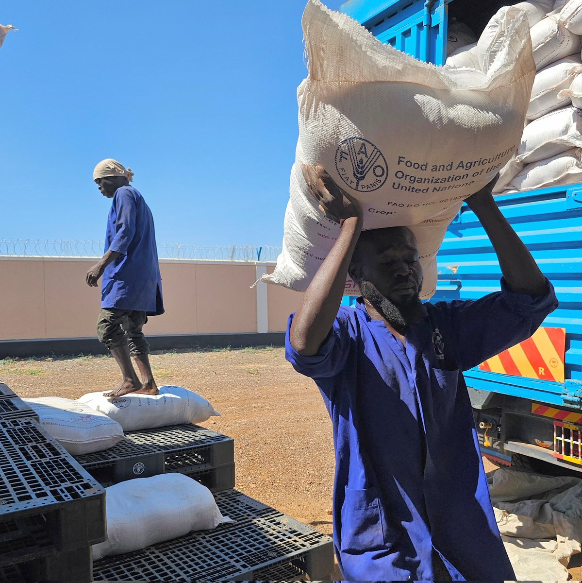 Thanks to the support from our donors, we are delivering #Seeds 🌱🌽🫘 and farming tools ⛏️ to farmers during this year’s main season to assist food production. @FAO will continue supporting the people of #SouthSudan 🇸🇸 to fight for #FoodSecurity.