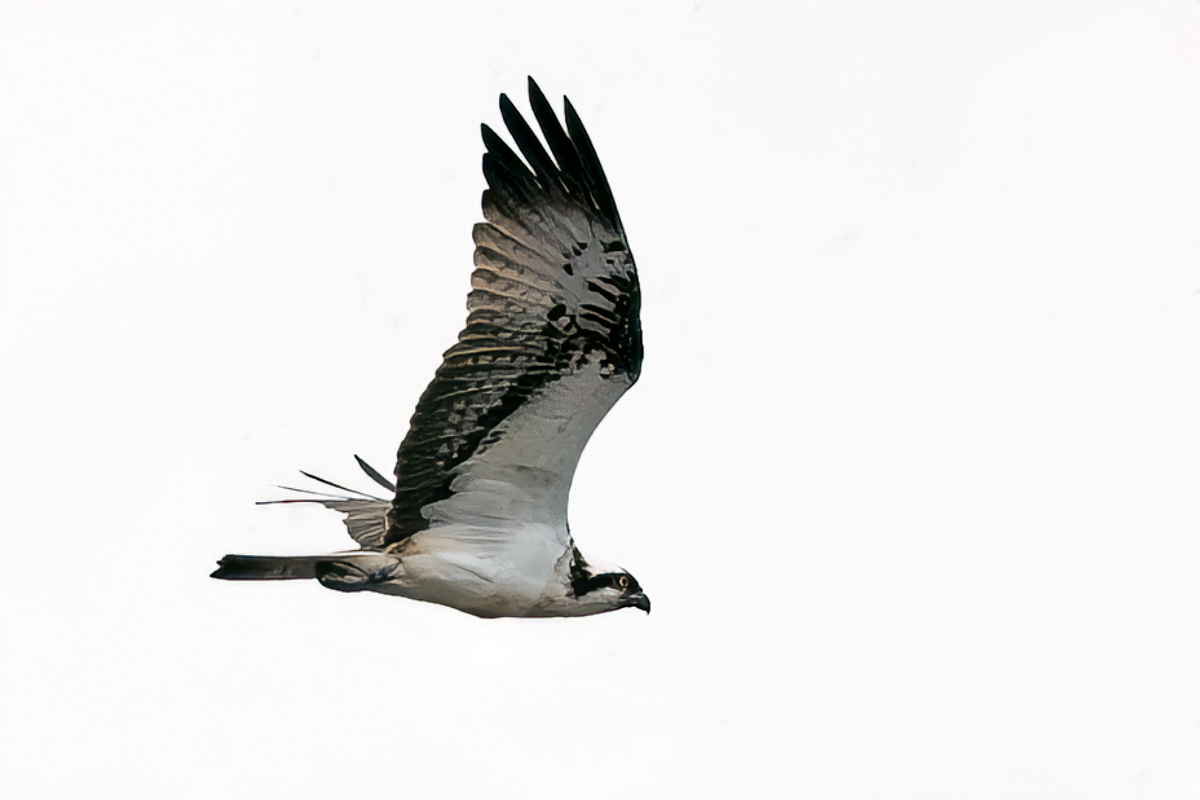 Derek Lees (@derek_lees) on Twitter photo Osprey (Pandion Haliaetus)
Taken at Blithfield Reservoir, Staffordshire, UK 02/04/2024 #Osprey
@WestMidsBirding
<a href="/WestMidBirdClub/">West Midland Bird Club</a>
<a href="/Staffsbirdnews/">Staffs Bird News</a>
<a href="/RareBirdAlertUK/">RareBirdAlertUK</a>
<a href="/BirdGuides/">BirdGuides</a> Osprey (Pandion Haliaetus)
Taken at Blithfield Reservoir, Staffordshire, UK 02/04/2024 #Osprey
@WestMidsBirding
<a href="/WestMidBirdClub/">West Midland Bird Club</a>
<a href="/Staffsbirdnews/">Staffs Bird News</a>
<a href="/RareBirdAlertUK/">RareBirdAlertUK</a>
<a href="/BirdGuides/">BirdGuides</a>