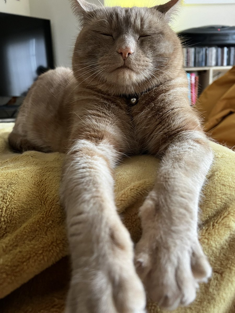 Relaxing at the nail bar. #CatsOfTwitter #CatLife