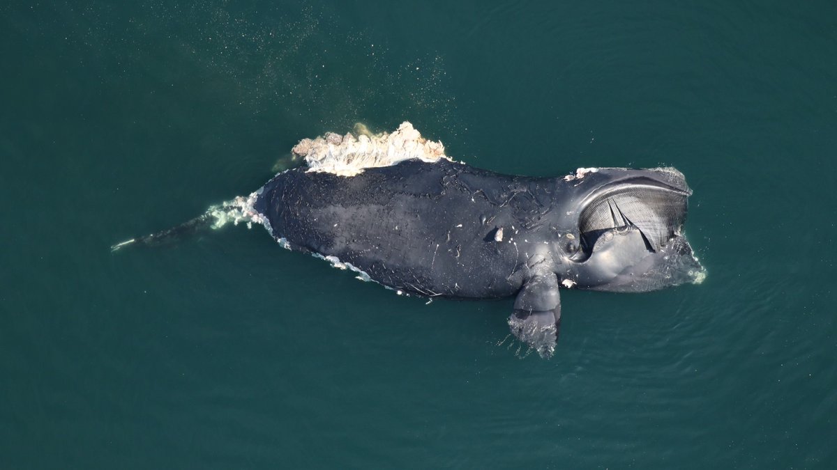 On March 30, we were notified of a dead North Atlantic right whale floating approximately 50 miles offshore of Back Bay National Wildlife Refuge in Virginia. The whale has been identified as adult female #1950—she gave birth to her 6th calf this winter: bit.ly/4cychoO