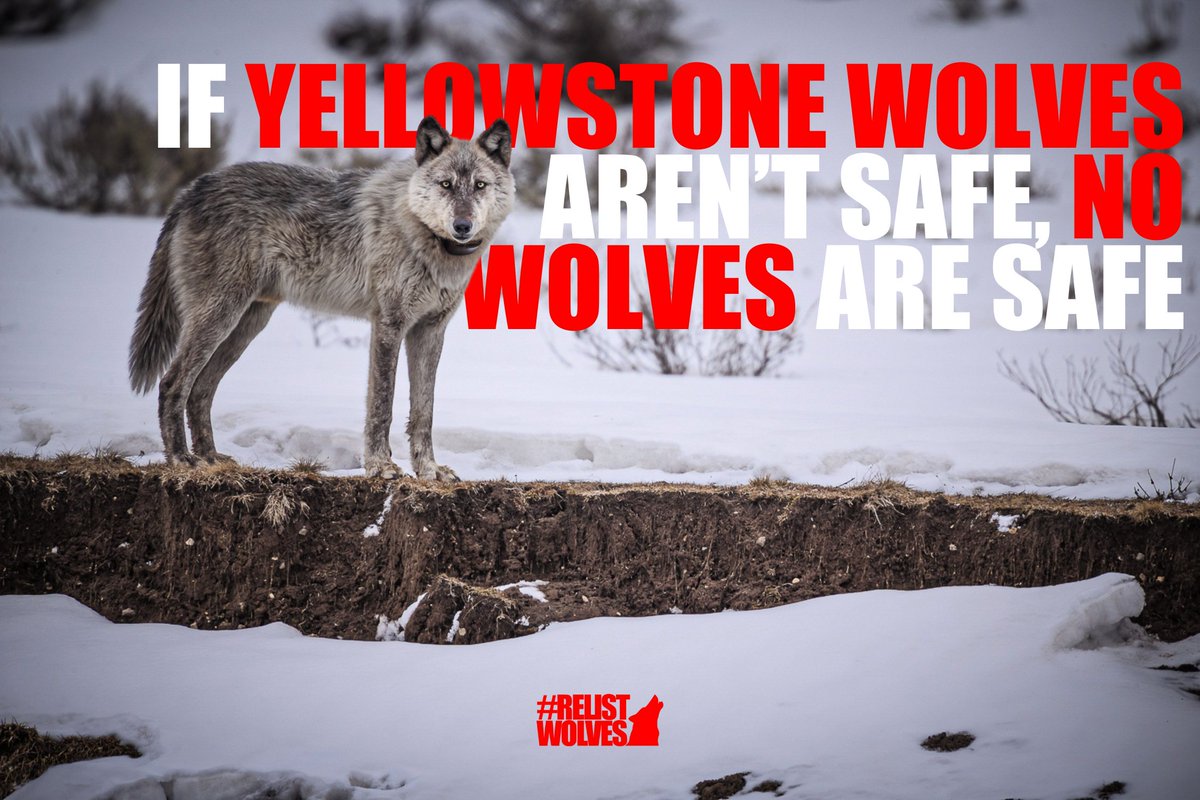 States like Montana drastically increased wolf hunting measures in 2020. While some safeguards were eventually restored to the Yellowstone border, 286 wolves were hunted down across the rest of Montana this season. We need to continue to fight for wolves! RelistWolves.Org