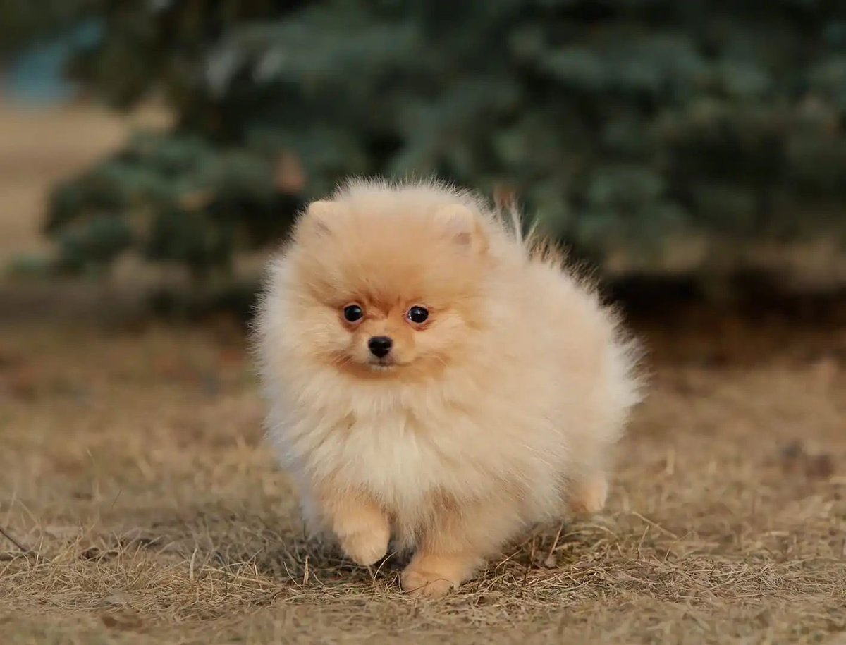 pomqueens's tweet photo. 🟣Dit is Tina. Een slim,ondeugend en aanhankelijk vrouwtje.
-
-
-
#pomeranian #pomeriaan #pom #puppy #beertje #teddy #pup #puppylove #cutedogs #goodnight #puppyoftheday #pic #walk #fun #pomqueens #fyp #sunday #love #puppy #puppies #pomeranians #pomeranianpuppy #pomeranianworld https://t.co/WYVEwSbgCf