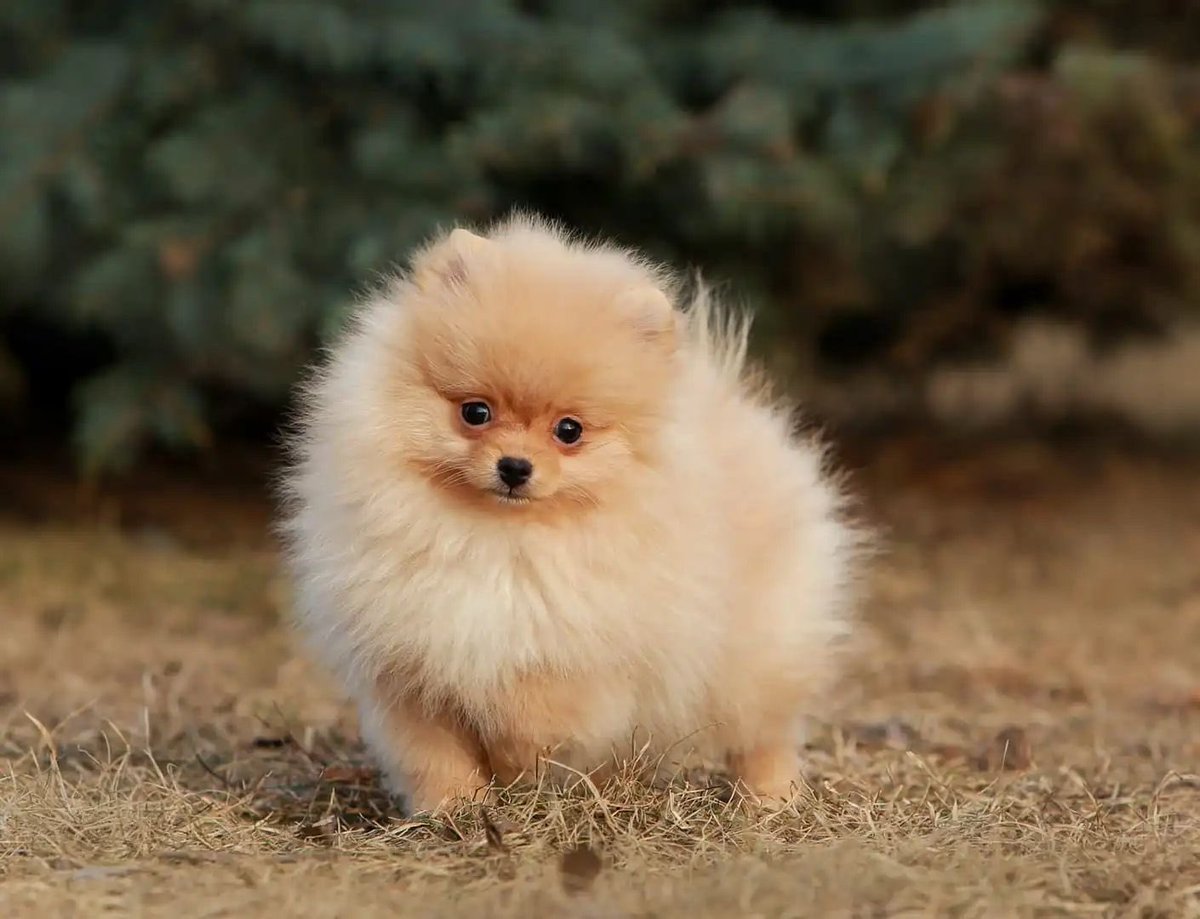 pomqueens's tweet photo. 🟣Dit is Tina. Een slim,ondeugend en aanhankelijk vrouwtje.
-
-
-
#pomeranian #pomeriaan #pom #puppy #beertje #teddy #pup #puppylove #cutedogs #goodnight #puppyoftheday #pic #walk #fun #pomqueens #fyp #sunday #love #puppy #puppies #pomeranians #pomeranianpuppy #pomeranianworld https://t.co/WYVEwSbgCf