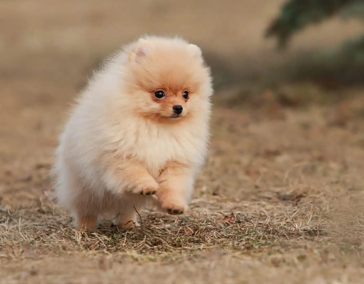 pomqueens's tweet photo. 🟣Dit is Tina. Een slim,ondeugend en aanhankelijk vrouwtje.
-
-
-
#pomeranian #pomeriaan #pom #puppy #beertje #teddy #pup #puppylove #cutedogs #goodnight #puppyoftheday #pic #walk #fun #pomqueens #fyp #sunday #love #puppy #puppies #pomeranians #pomeranianpuppy #pomeranianworld https://t.co/WYVEwSbgCf
