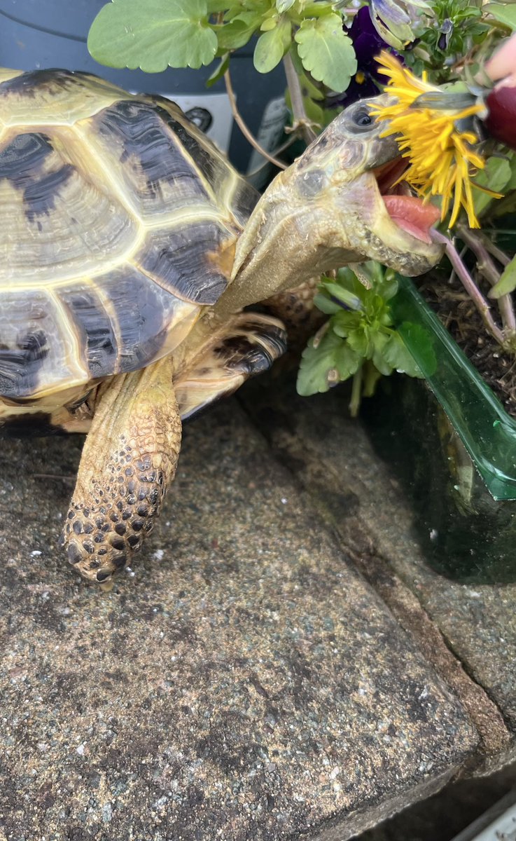 Happy #TongueOutTuesday everyone 💚🐢😋